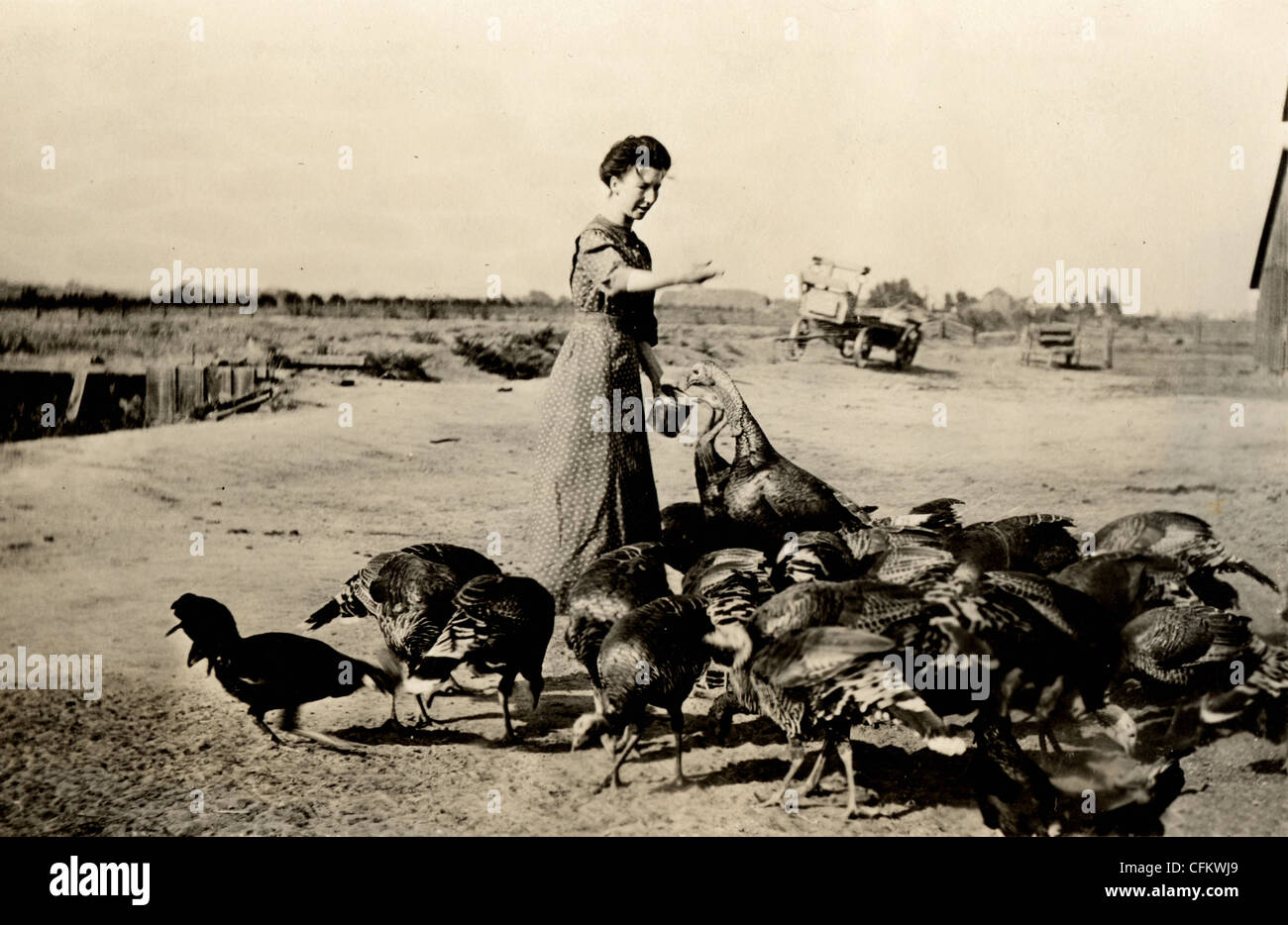 Bäuerin Fütterung Türkei Herde Stockfoto