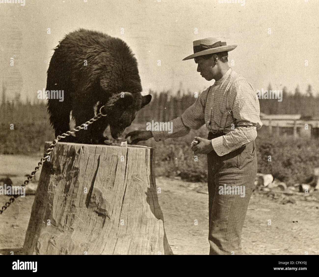 Mann, die Fütterung angekettet Bär auf einem Baumstumpf Stockfoto