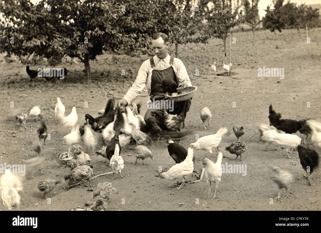 Landwirt in Overalls, die Hühner füttern Stockfoto