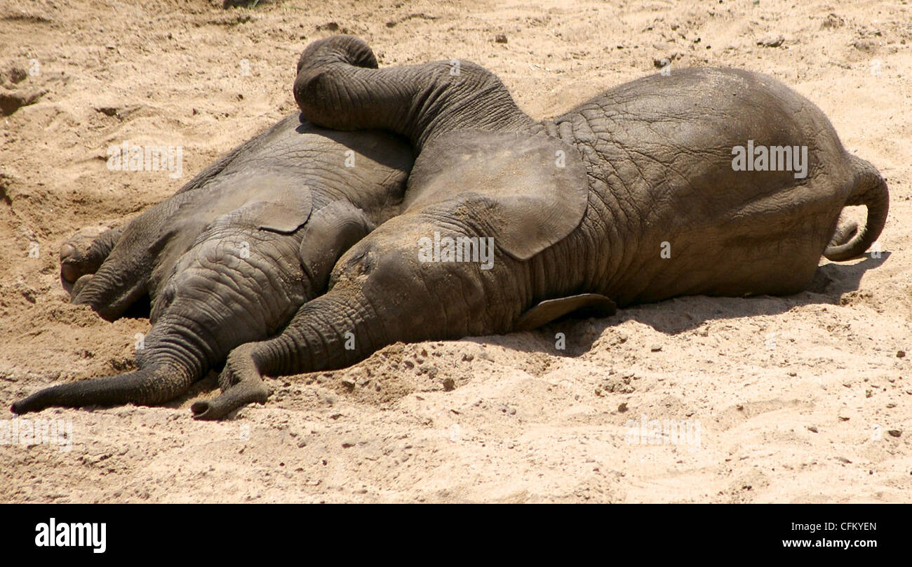 Baby-Elefanten in Tarangire, Tansania Stockfoto