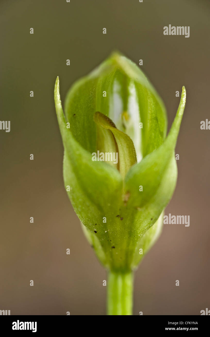 Australische gebürtige stumpfen Pterostylis Orchidee Stockfoto