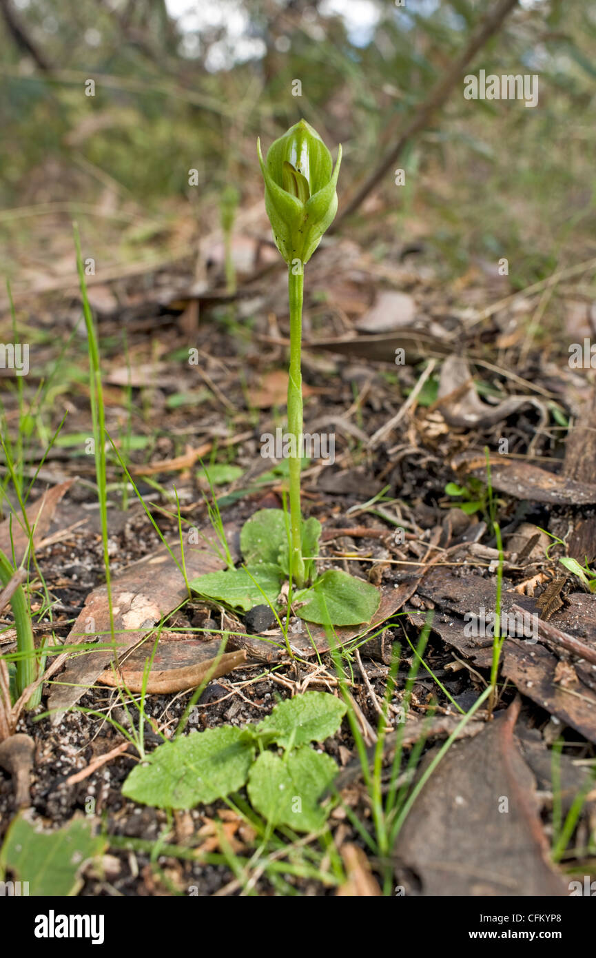 Australische gebürtige stumpfen Pterostylis Orchidee Stockfoto