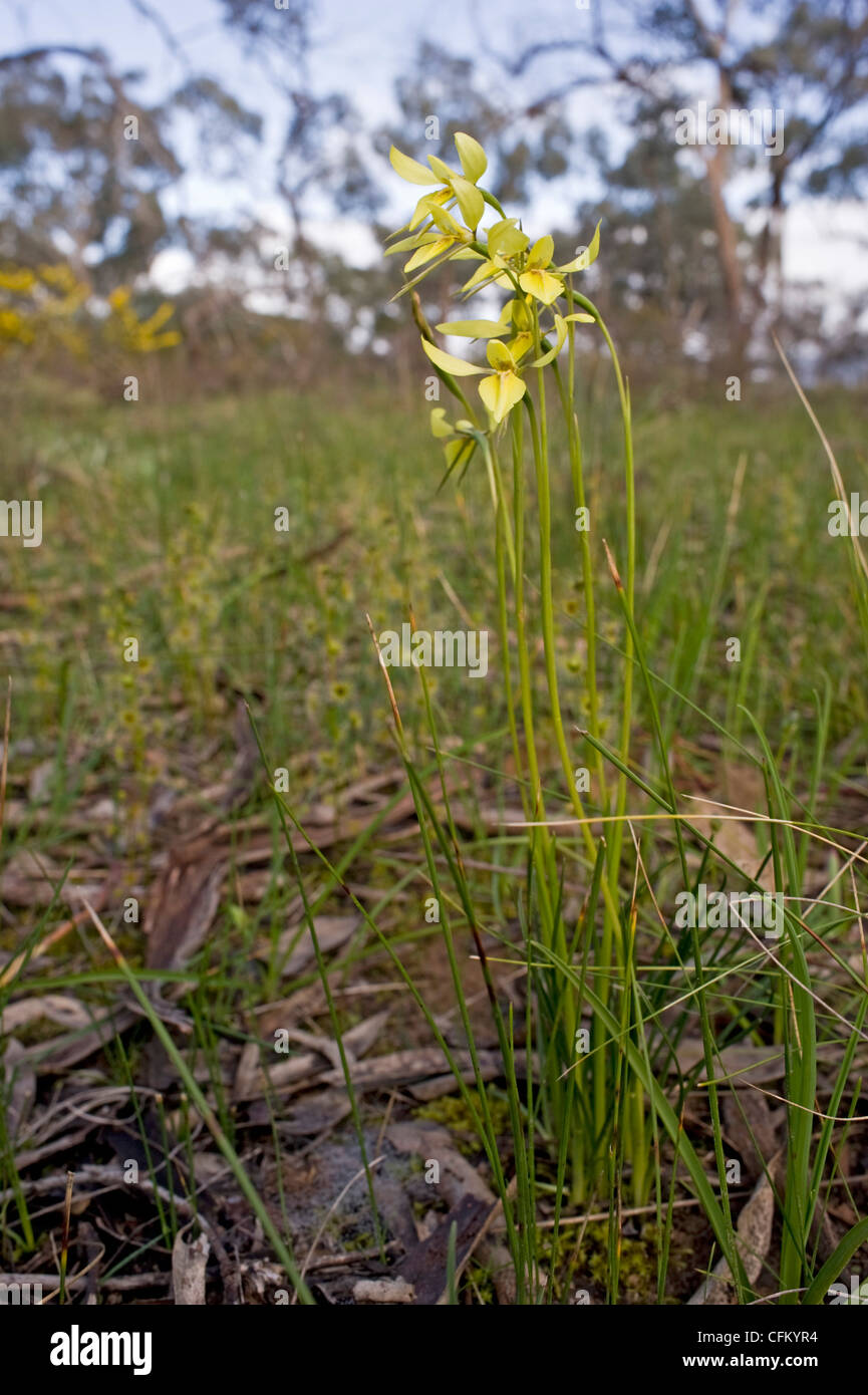 Australische gebürtige Golden Motte Orchidee Stockfoto