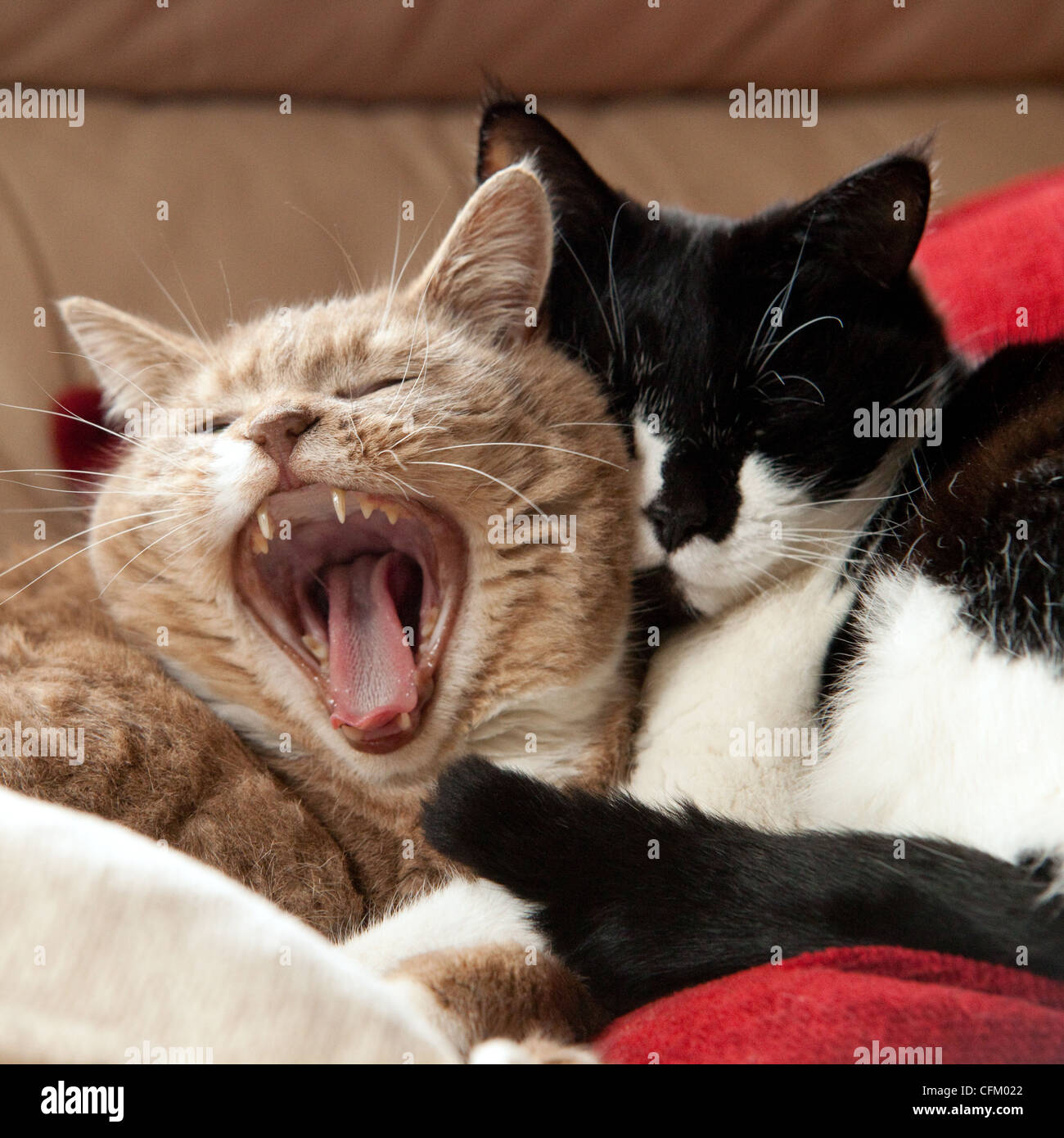 Ein paar der kurzhaarigen Hauskatzen kuscheln zusammen, einem Gähnen, Innenaufnahme, UK Stockfoto