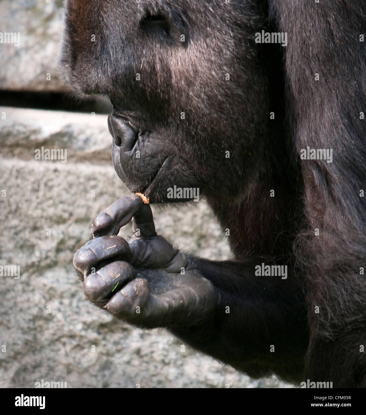 Gorilla Essen eine Erdnuss Stockfoto