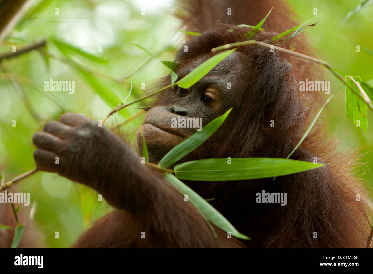 Bornean Orangtuan (Pongo Pygmaeus) Stockfoto