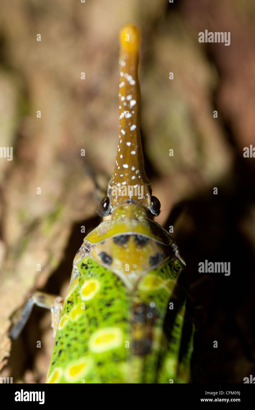 Eine Laterne Bug auf Baumrinde (Pyrops Candelaria) Stockfoto