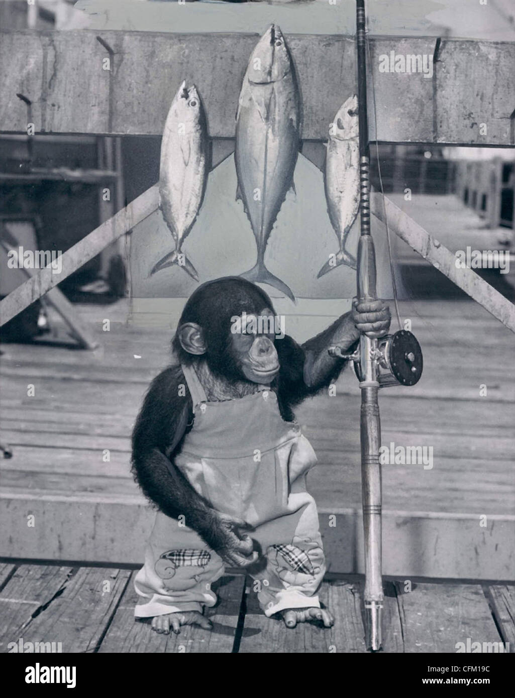 Schauspieler Schimpanse J. Fred Muggs geht Fischen Stockfoto