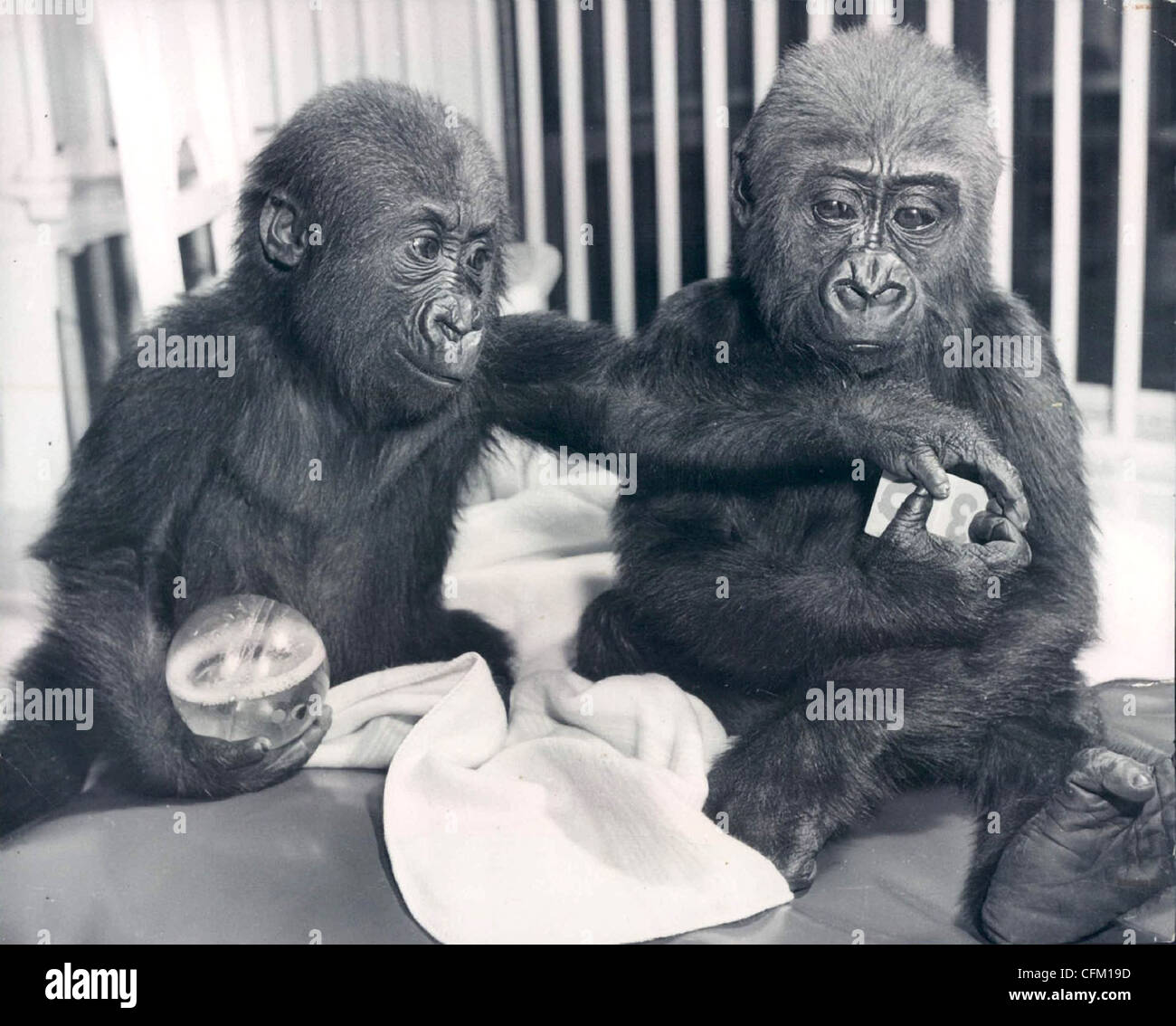 Zwei Baby-Gorillas spielen mit Spielzeug Stockfoto