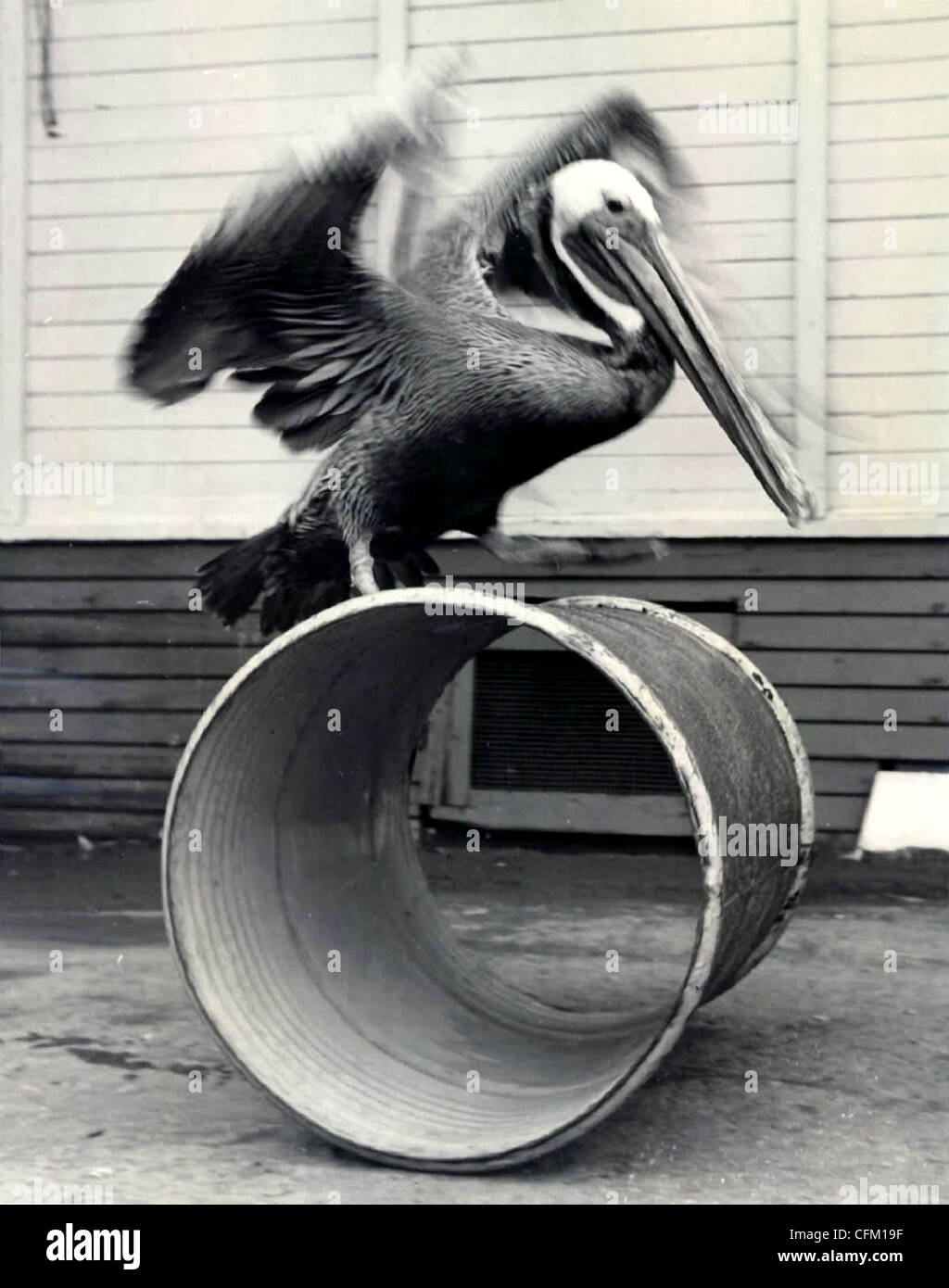 Großer Pelikan balancieren auf einem Fass Stockfoto