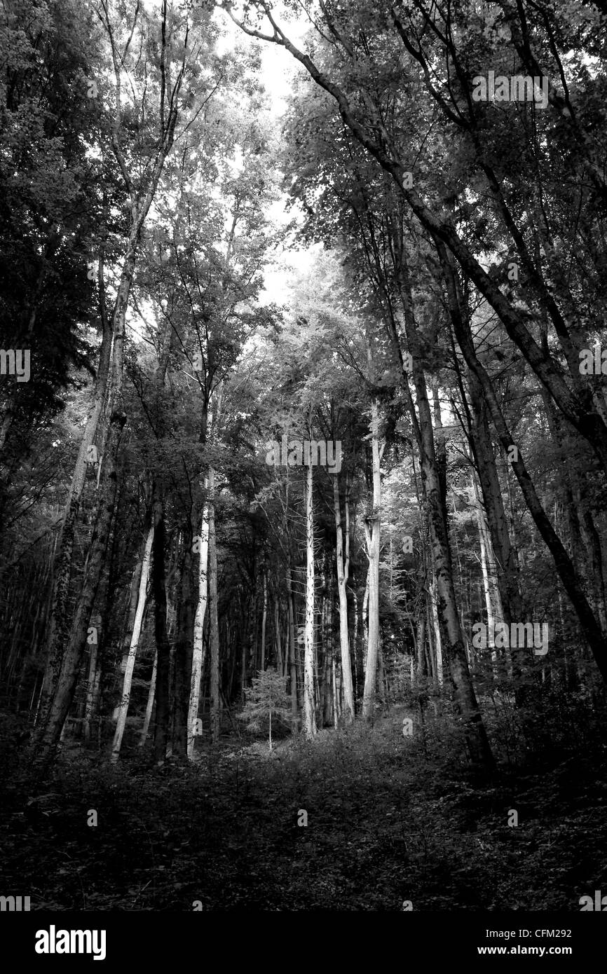 Schwarz / weiß-Stämme in einem Wald im Sommer Stockfoto