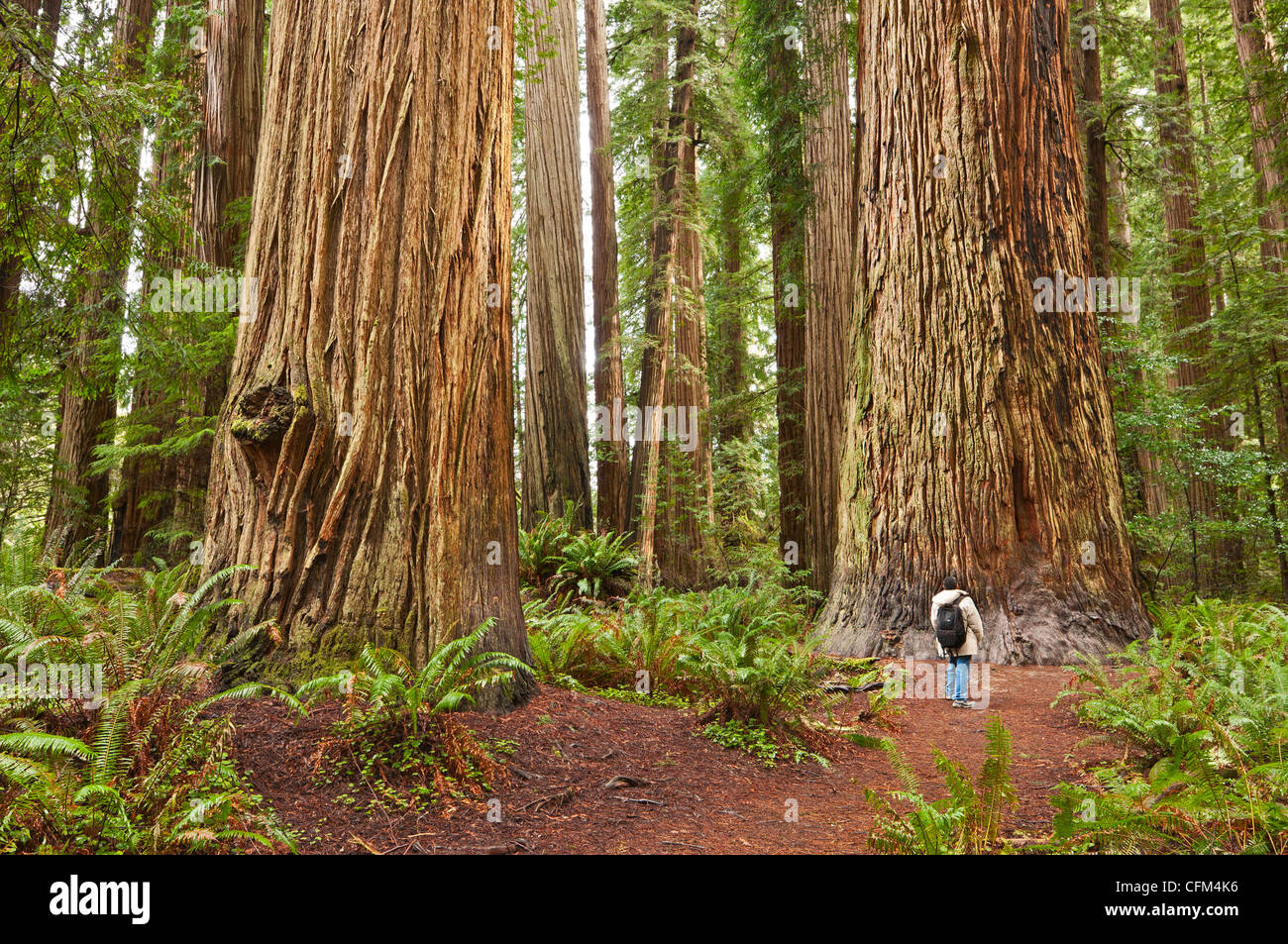 Die schöne und riesige Mammutbäume, Sequoia Sempervirens befindet sich im Jedediah Smith Redwoods State Park in Kalifornien. Stockfoto