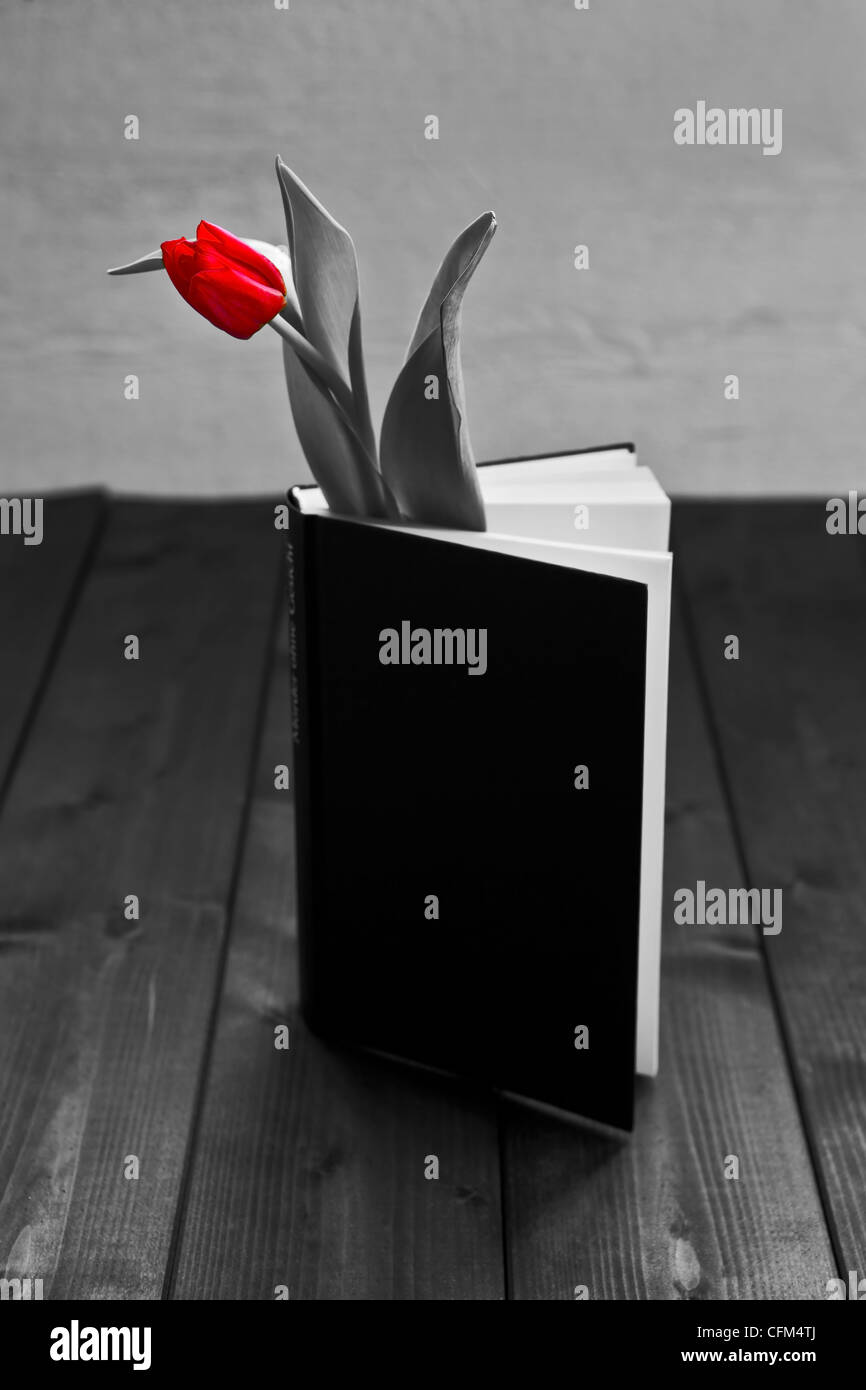 eine Tulpe in einem Buch Stockfoto