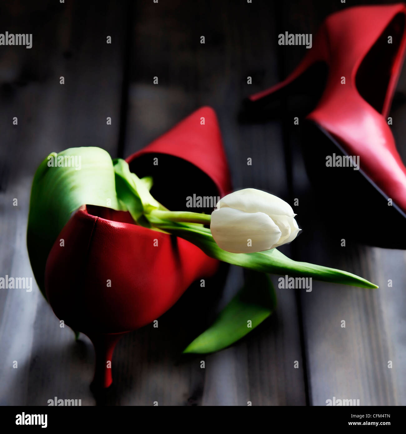 eine Tulpe in einem Schuh Stockfoto