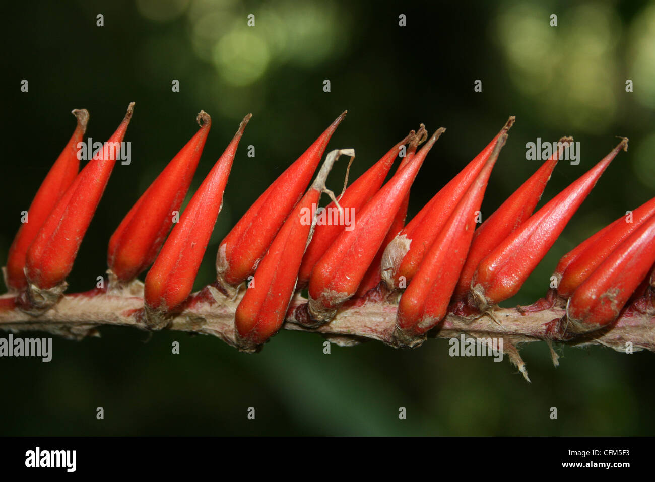 Rote Samen an einen Regenwald Pflanzen in Costa Rica Stockfoto