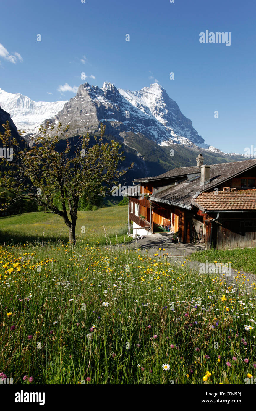 Ansicht von Grindelwald, Eiger, Berner Oberland, Schweizer Alpen, Schweiz, Europa Stockfoto