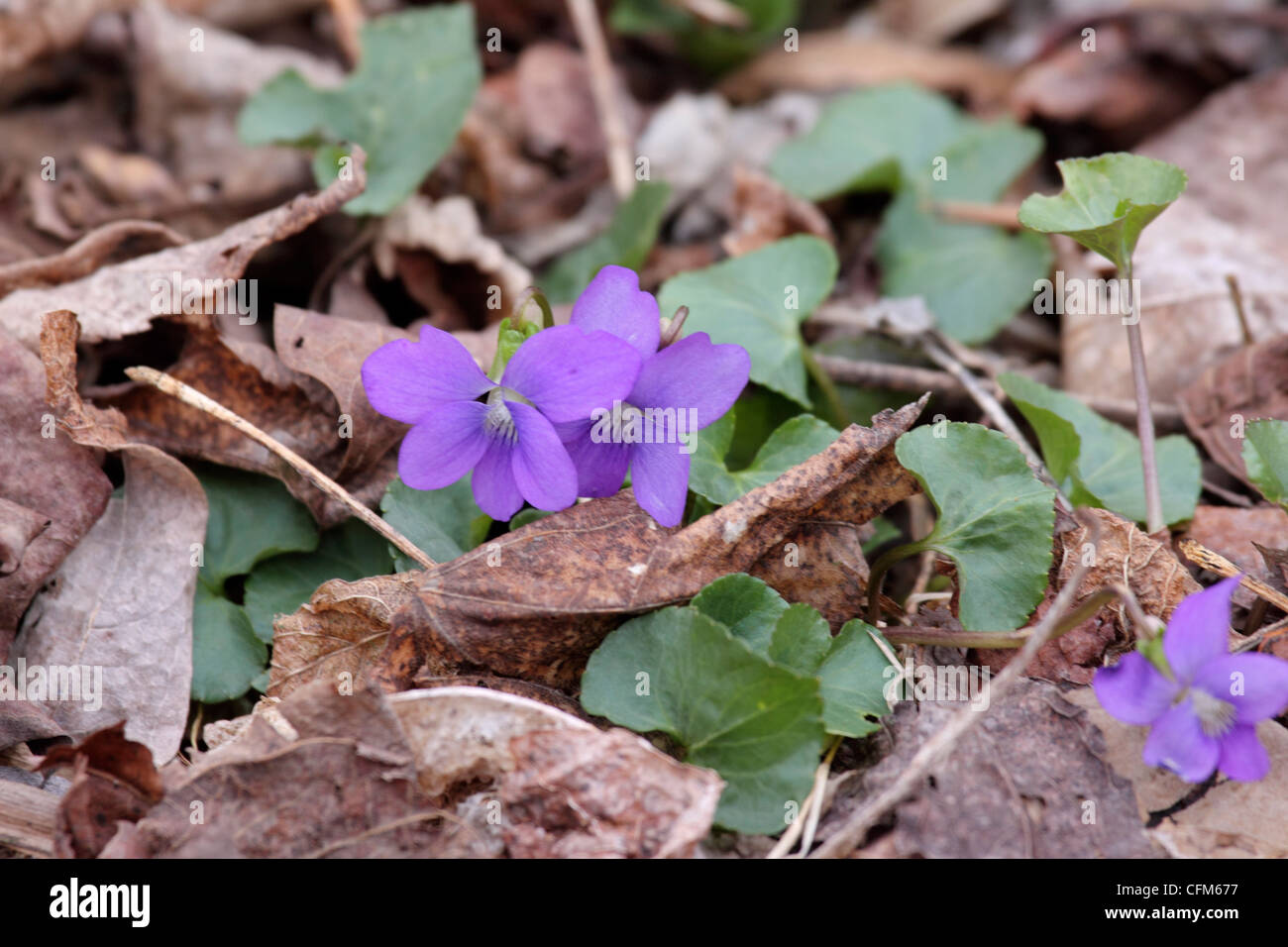 Wollige blaue Veilchen blühen Anfang März in Tennessee Stockfoto