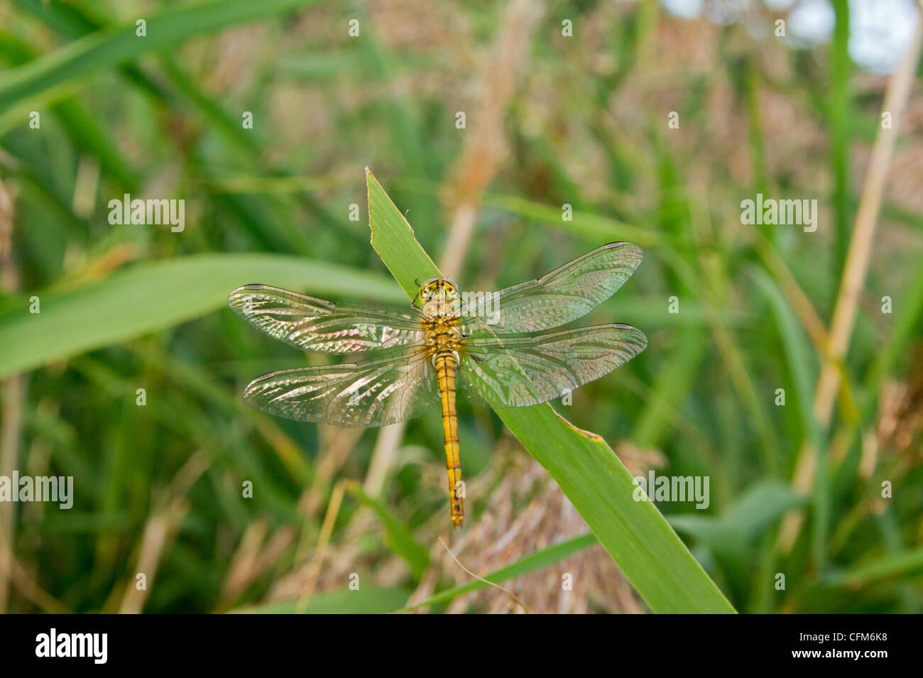 Drachen fliegen sitzen auf reed Stockfoto