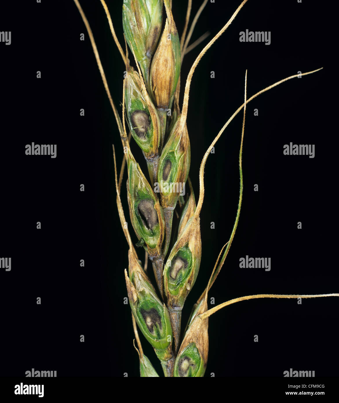 Bunt (Tilletia Karies) auf bärtige Weizenkörner ersetzt durch Kugeln bunt Stockfoto