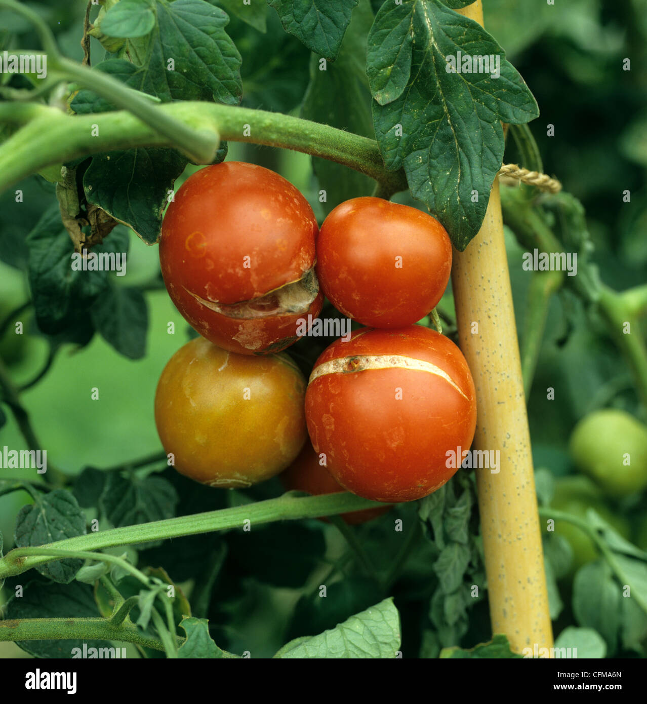 Reife Tomate Obst teilen, indem über ein Gewächshaus Pflanzen-Bewässerung Stockfoto