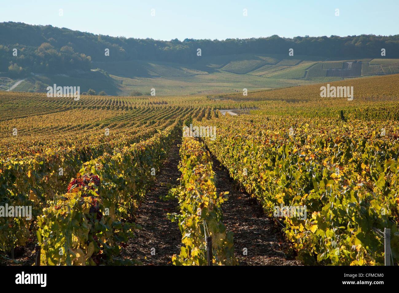 Weinberge in der Nähe von Avize, Champagne-Ardenne, Frankreich, Europa Stockfoto