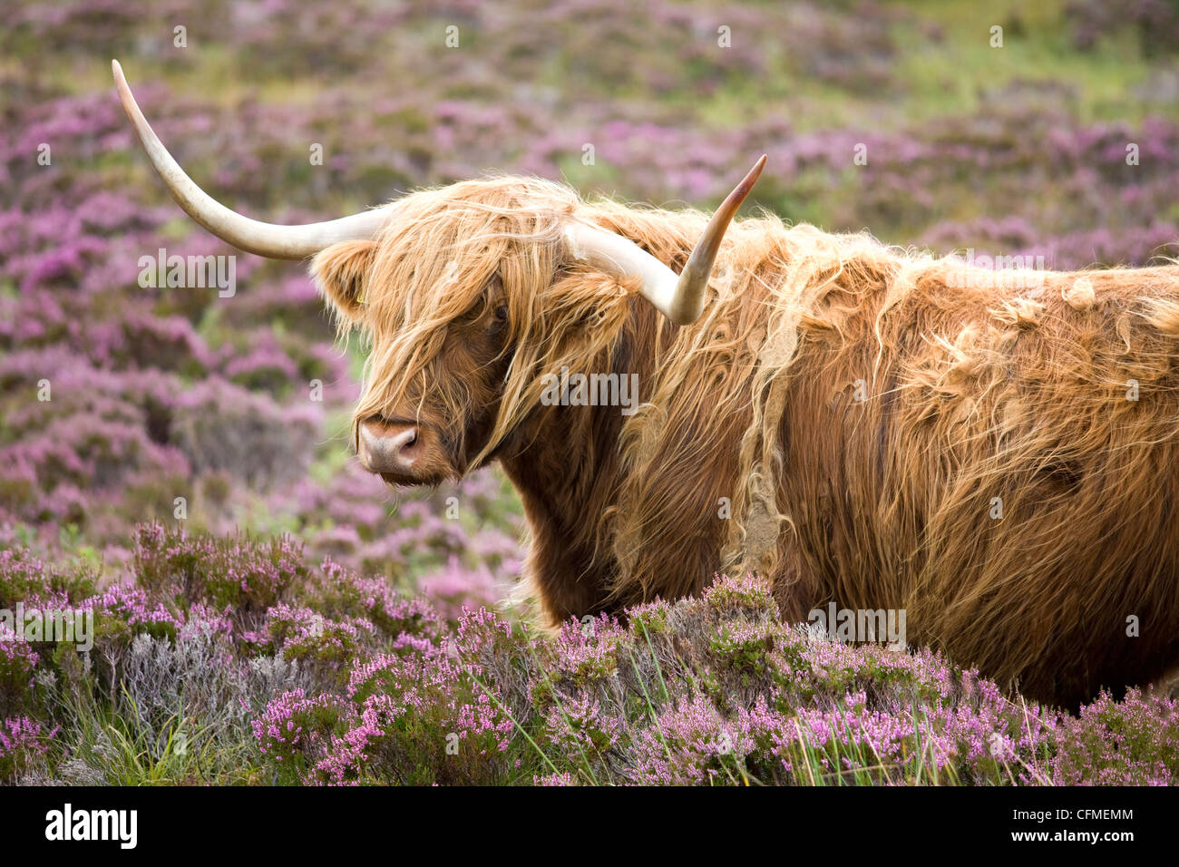 Highland Kuh Weiden unter Heather in der Nähe von Drinan, auf der Straße nach Elgol, Isle of Skye, Highlands, Schottland, Vereinigtes Königreich, Europa Stockfoto