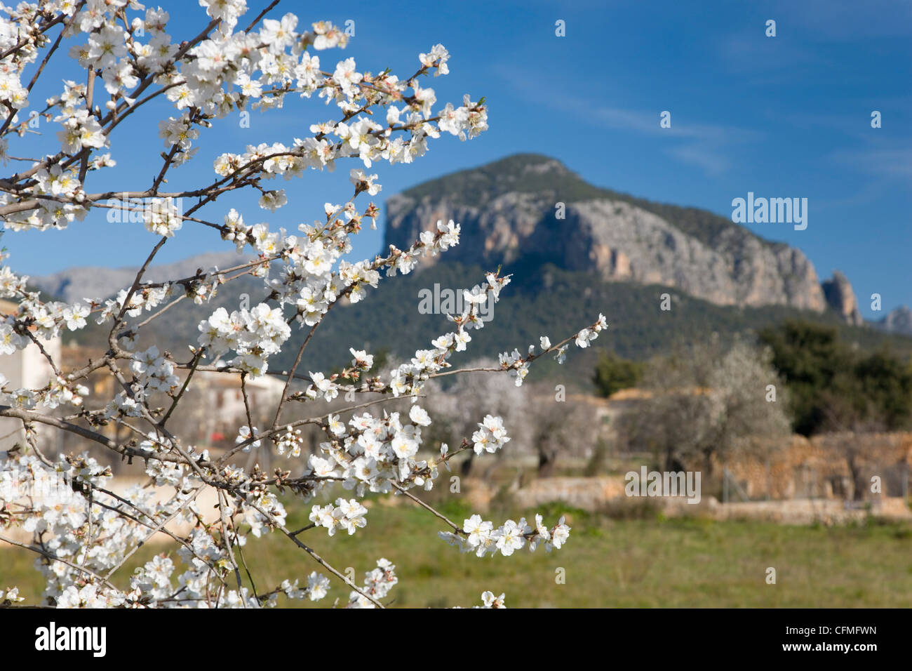Mandelbaum (Prunus Dulcis) in voller Blüte und der Puig de S'Alcadena über Alaro, Mallorca, Balearen, Spanien, Europa Stockfoto