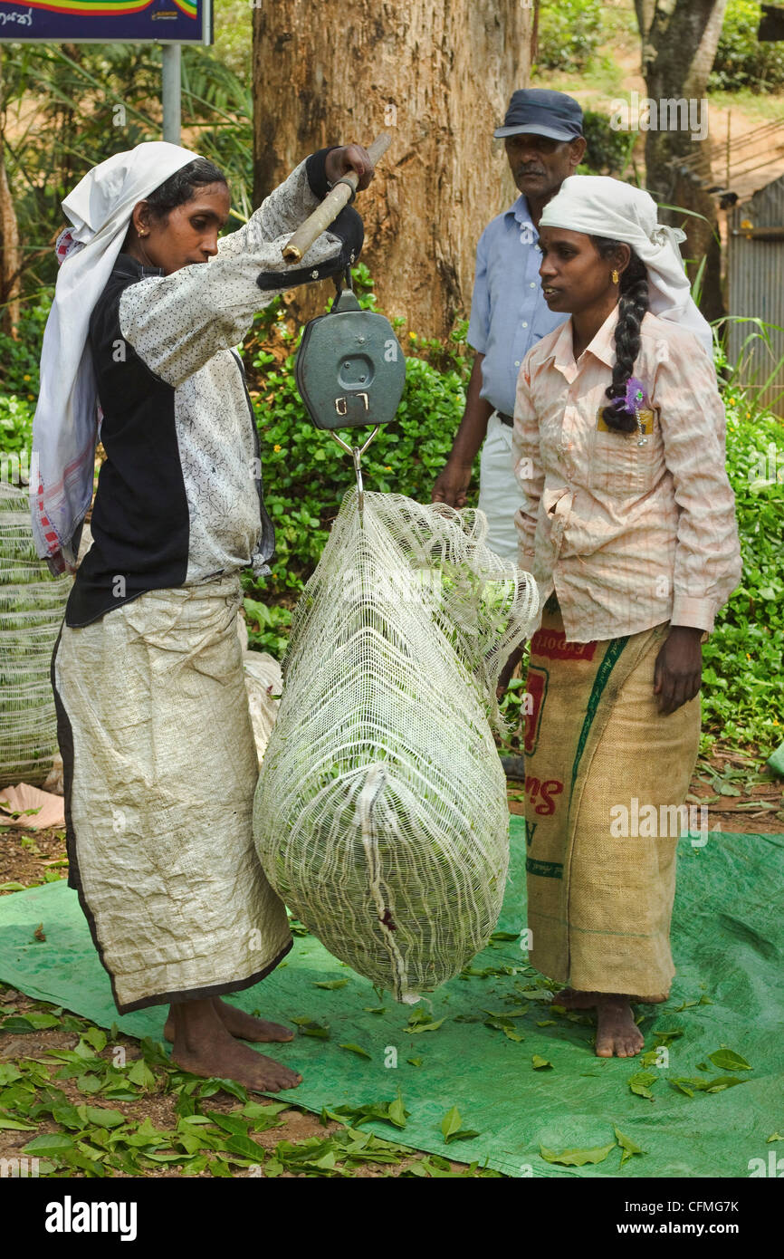Plantation tamilischen Frauen wiegen geschätzt Uva Tee in den Namunukula Bergen in der Nähe von Ella, Central Highlands, Sri Lanka, Asien Stockfoto