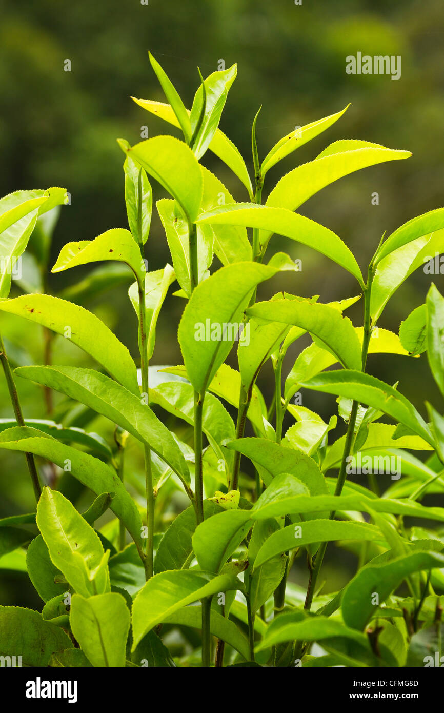 Reichlich gewürzt, aromatische Höhenlage Uva Tee wächst in den Bergen Namunukula, Ella, Central Highlands, Sri Lanka, Asien Stockfoto