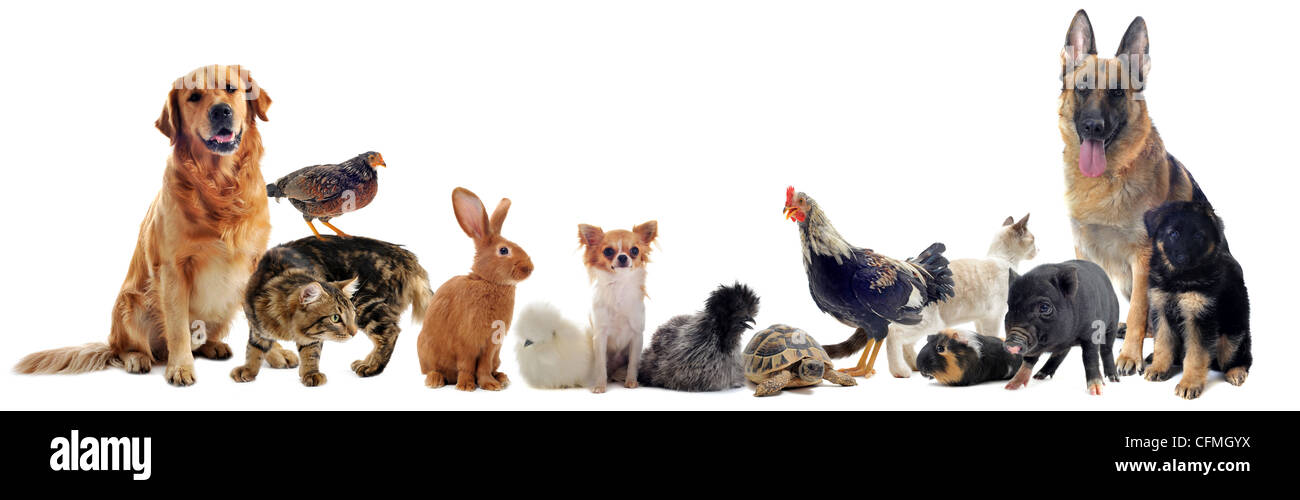 Gruppe von Haustier vor einem weißen Hintergrund Stockfoto