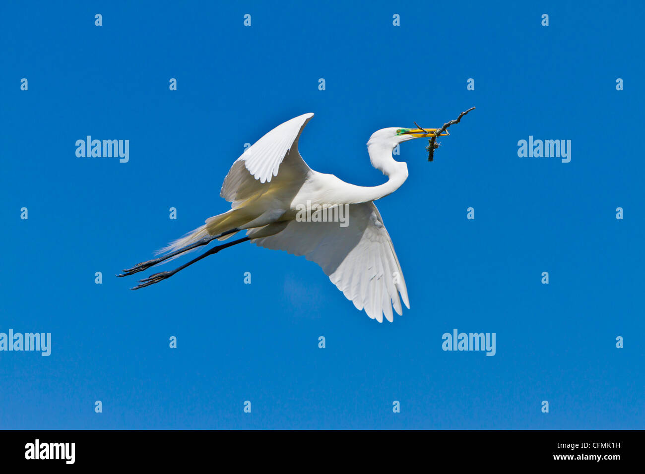 Silberreiher im Flug mit einem Zweig in der Alligator Farm Rookery in St. Augustine, Florida, USA. Stockfoto