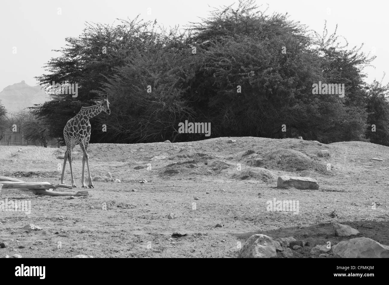 Giraffe im Zoo von Al Ain Stockfoto