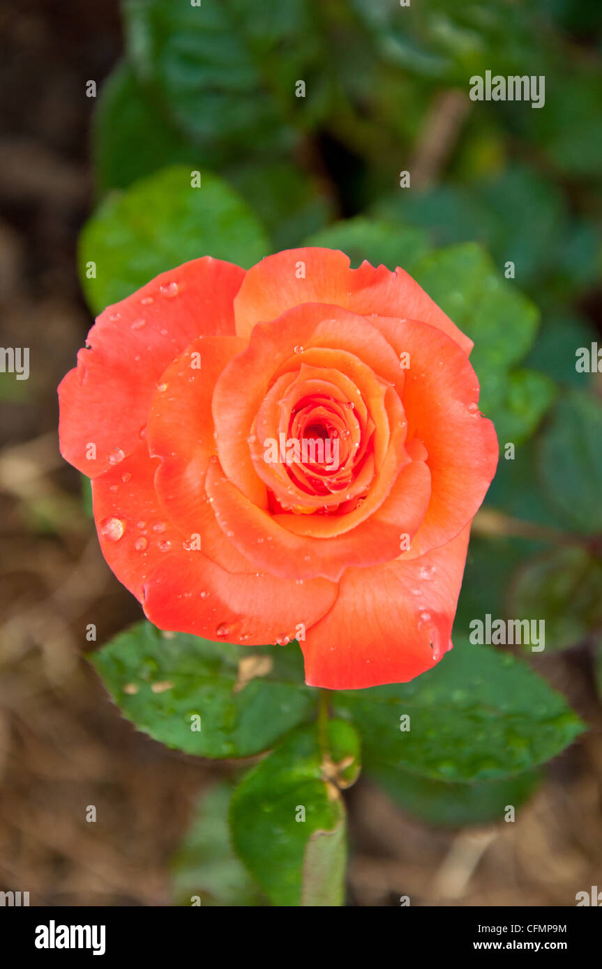 Orange rose im Garten Stockfoto