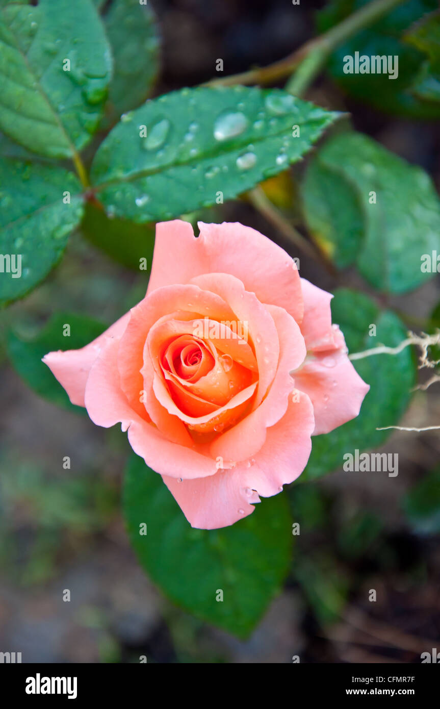 Orange rose im Garten Stockfoto