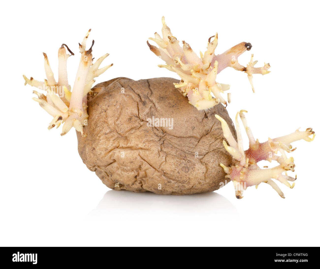 Eine mehr als reif sprießen Kartoffel isoliert auf weißem Hintergrund Stockfoto