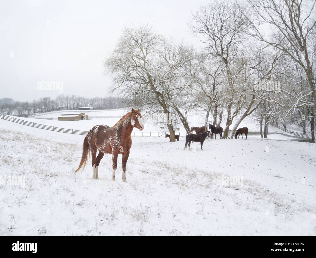 Quarter Horses im Schnee, Virginia Stockfoto