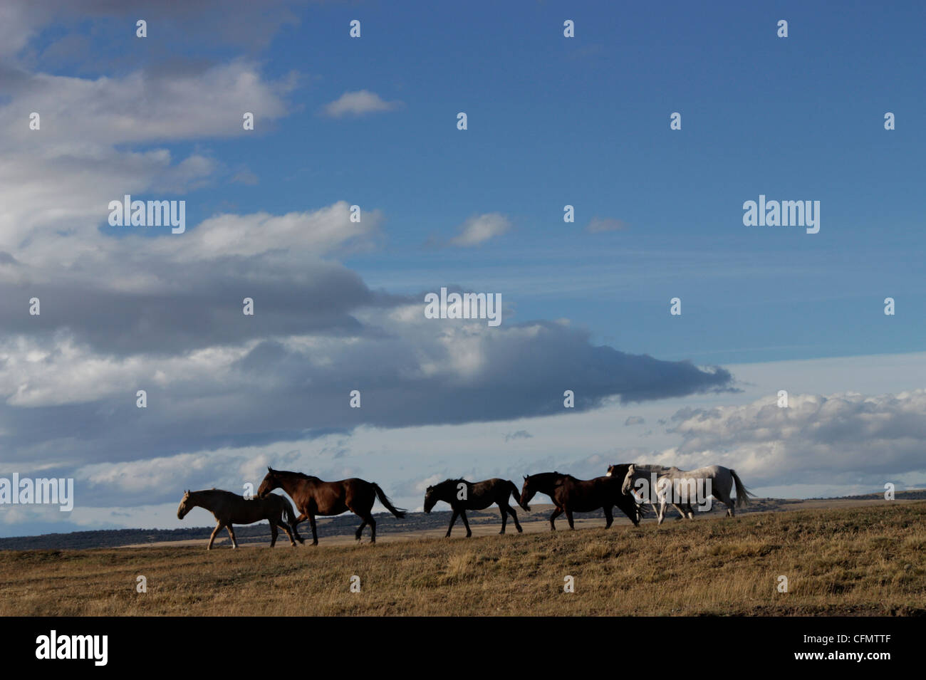 Wildpferde in Pampa Patagoniens Stockfoto