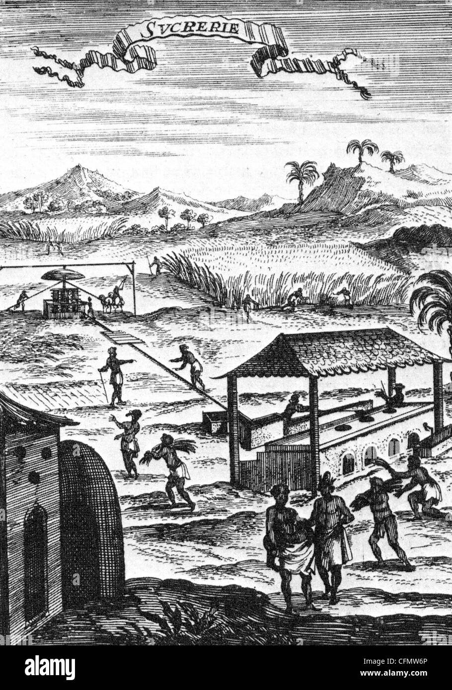 FRANZÖSISCHE ZUCKERPLANTAGE in den West Indies 1683 Stockfoto