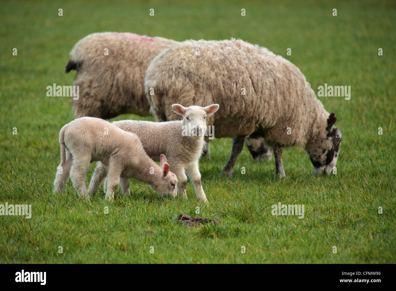 Zwei Schafe und zwei Lämmer in einem Feld in Nidderdale, Yorkshire Stockfoto