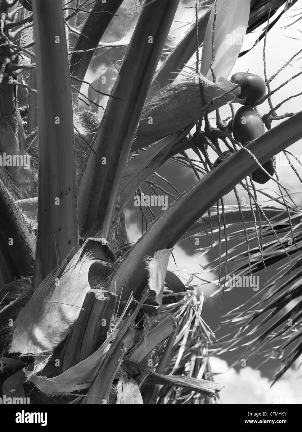 Nahaufnahme einer Kokosnuss-Palme, St. John, US Virgin Islands Stockfoto