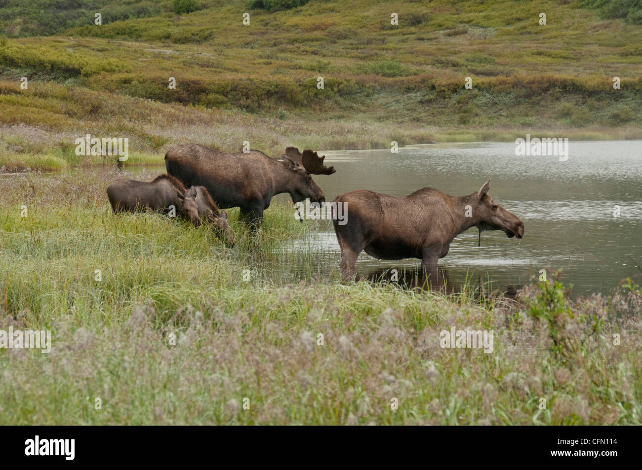 Elch (Alces Alces) weiblich, ernähren sich zwei Kälber und junge Stier von Vegetation am Rand eines Teiches, Denali-Nationalpark, Alaska. Stockfoto