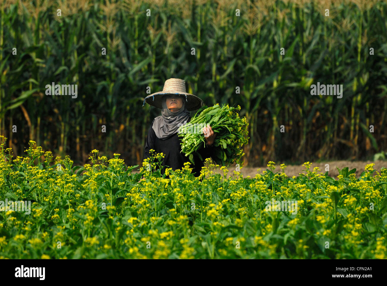 Salat-Arbeiter in Mae Taeng Chiang Mai Nordthailand am 18.03.2009 Stockfoto