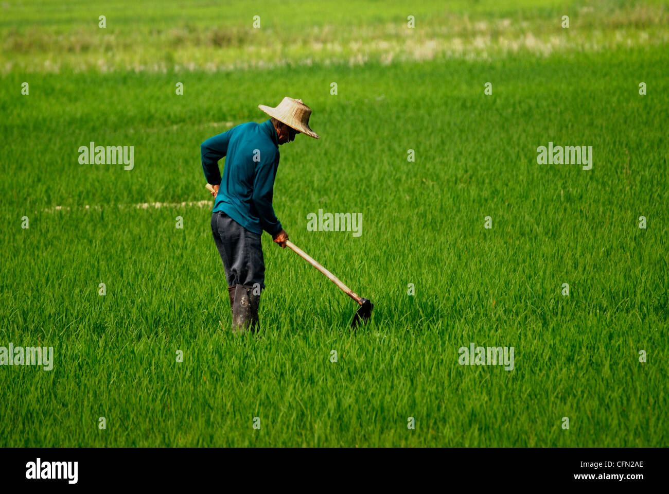 Reis-Arbeiter in Mae Taeng Chiang Mai Nordthailand am 14.03.2009 Stockfoto