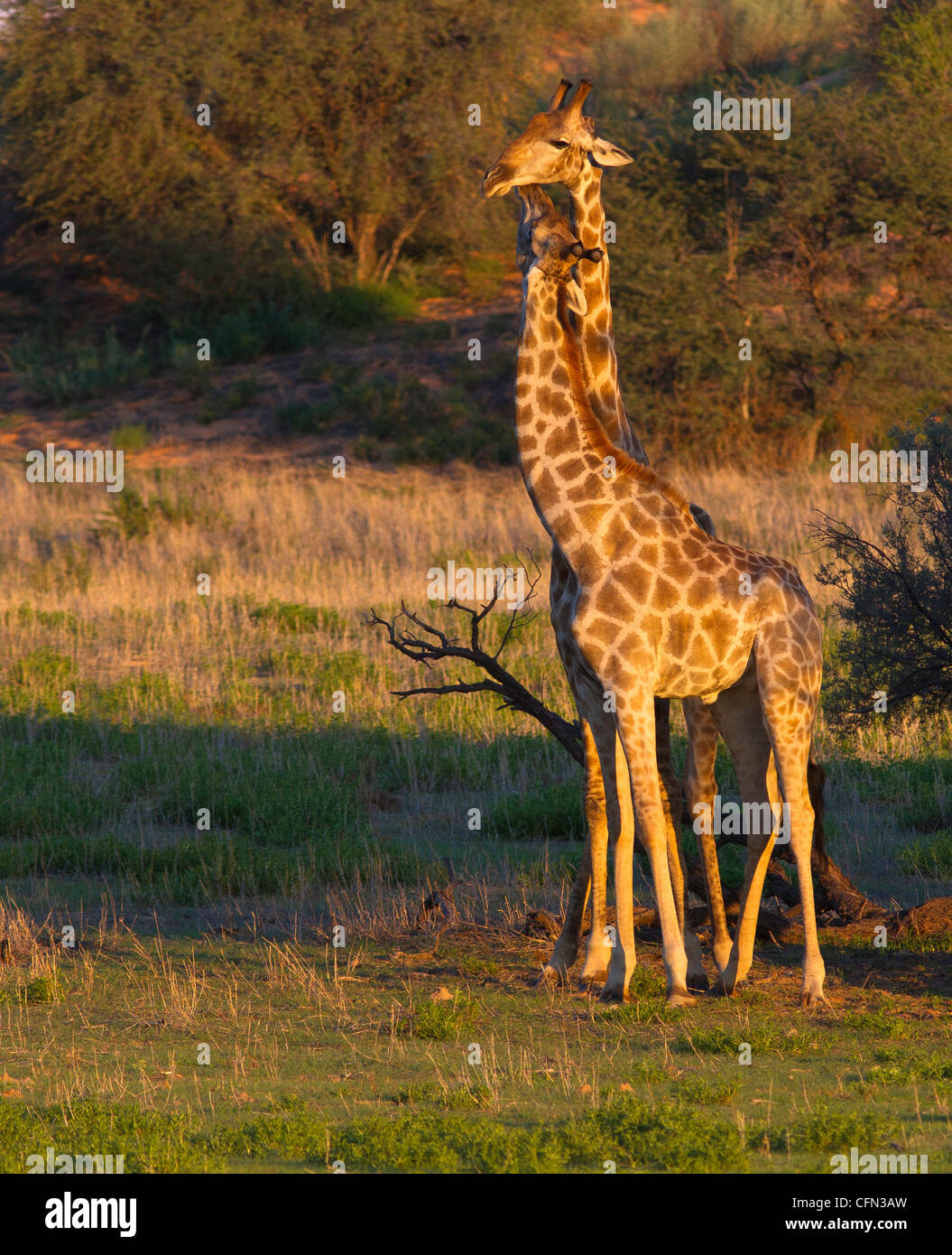 Giraffen-Interaktion Stockfoto