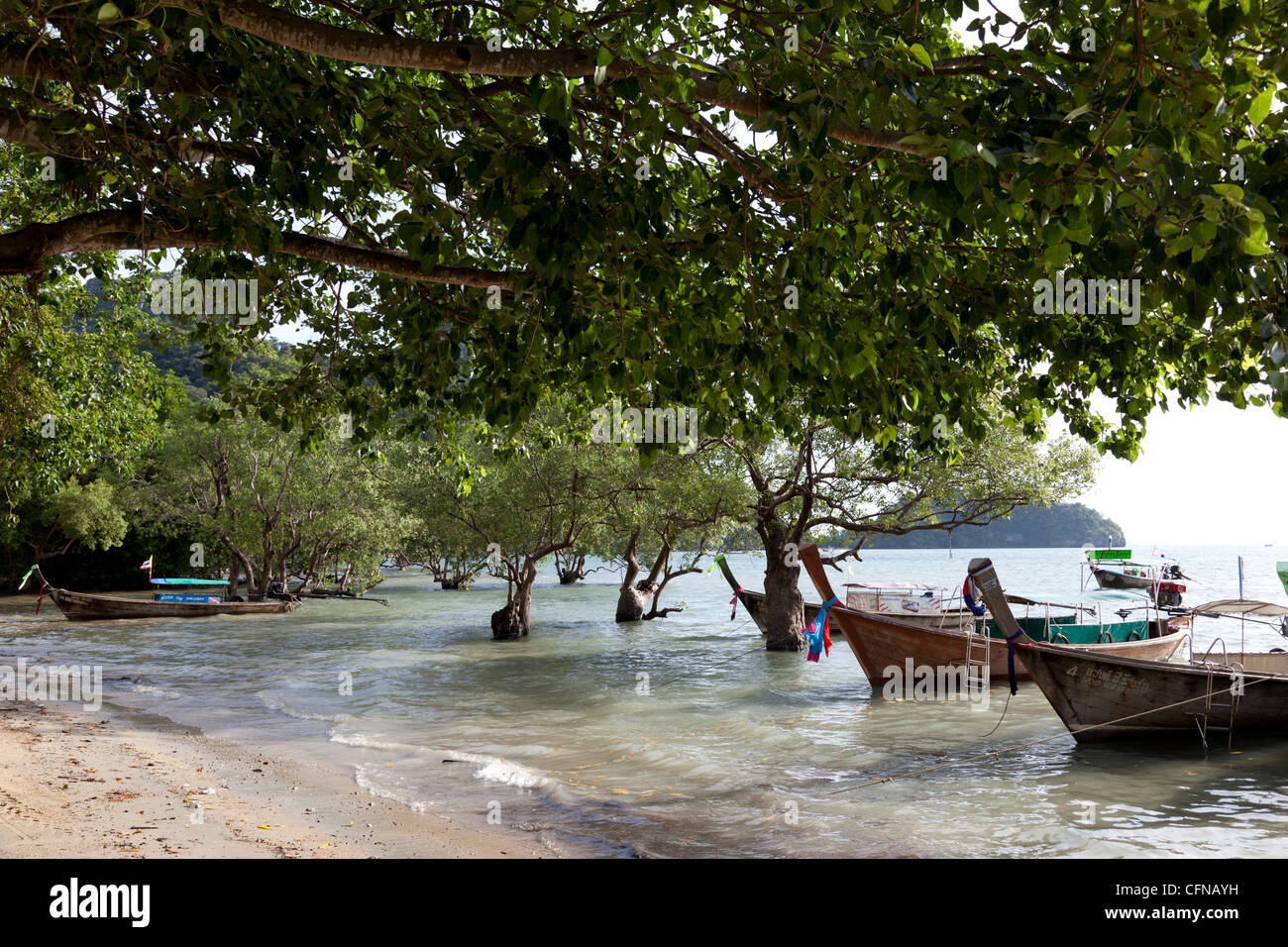 Am East Railay, die Mangroven an den hohen Gezeiten (Krabi - Thaïlande). Ein Railay Est, la Mangrove À Marée haute (Krabi - Thailand). Stockfoto