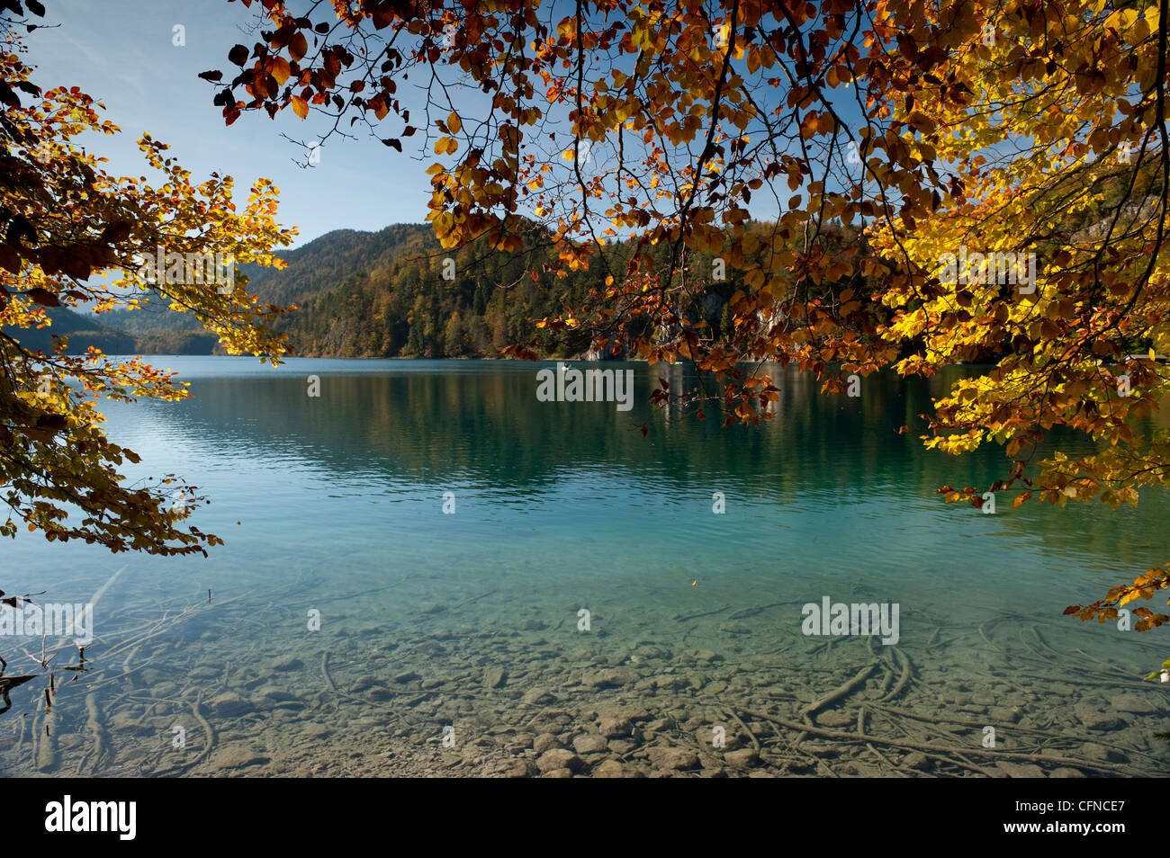 Herbstfarben am Alpsee Alpensee, Schwangau, Bayern, Deutschland, Europa Stockfoto