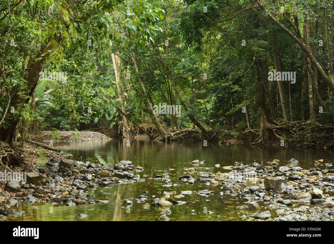 Emmagen Creek überqueren, Daintree Nationalpark, UNESCO-Weltkulturerbe, Queensland, Australien, Pazifik Stockfoto