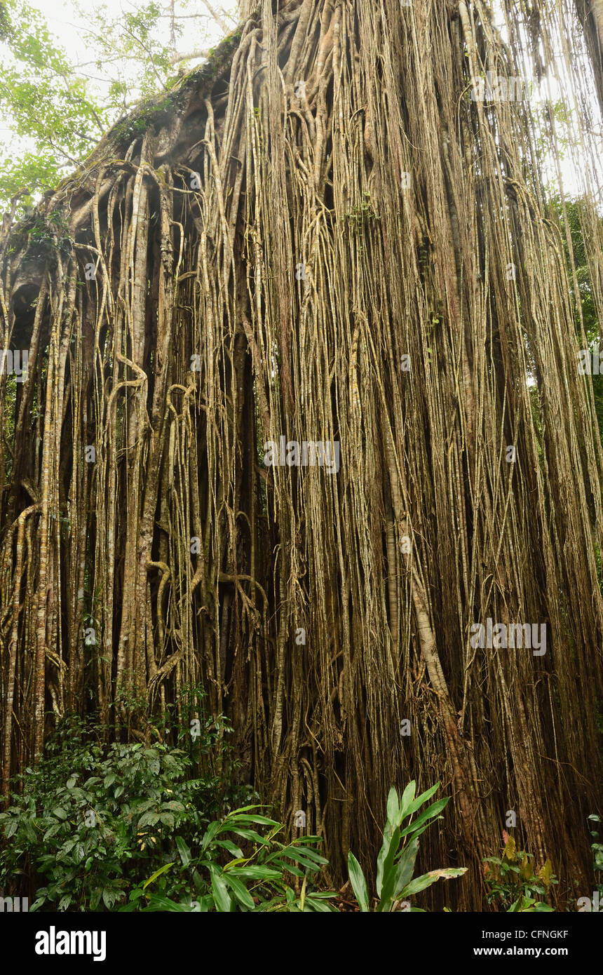 Curtain Fig, Yungaburra, Atherton Tableland, Queensland, Australien, Pazifik Stockfoto