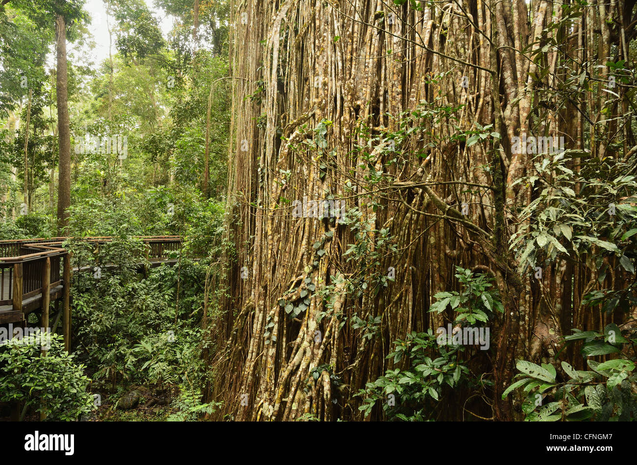 Curtain Fig, Yungaburra, Atherton Tableland, Queensland, Australien, Pazifik Stockfoto