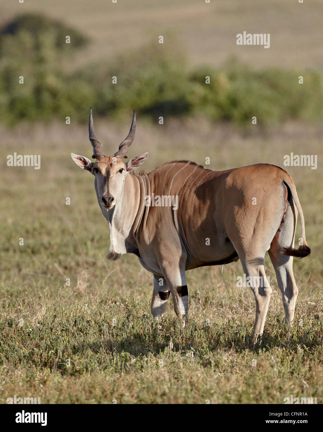 Gemeinsame Eland (Tauro Oryx), Ngorongoro Crater, Afrika, Tansania, Ostafrika Stockfoto